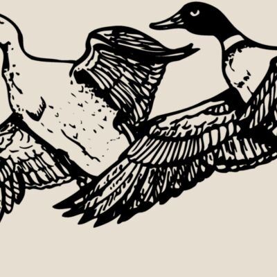 BIRD080 Thumbnail