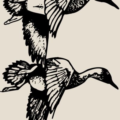 BIRD084 Thumbnail