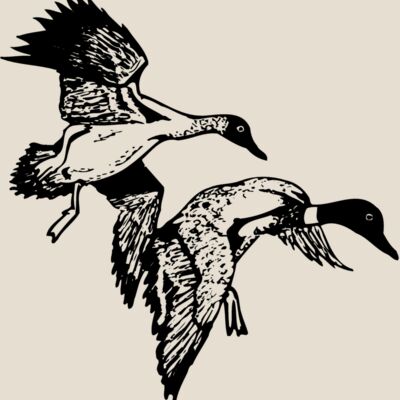BIRD088 Thumbnail