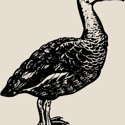BIRD089 Thumbnail