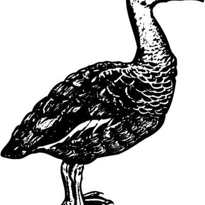 BIRD089 Thumbnail