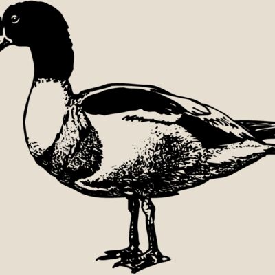 BIRD090 Thumbnail
