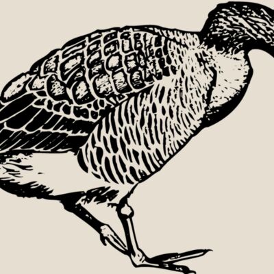 BIRD091 Thumbnail