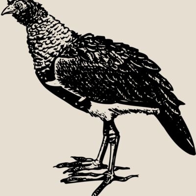 BIRD092 Thumbnail