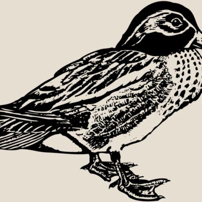 BIRD094 Thumbnail