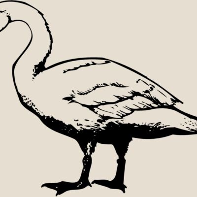 BIRD095 Thumbnail