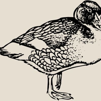 BIRD098 Thumbnail