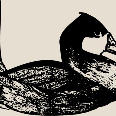 BIRD102 Thumbnail