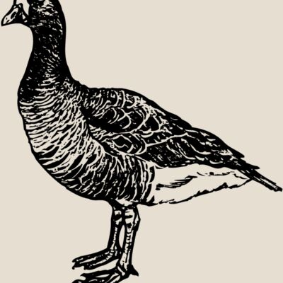 BIRD105 Thumbnail
