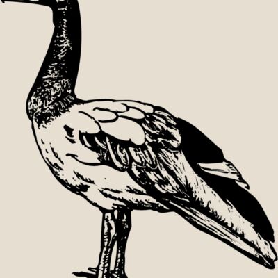 BIRD106 Thumbnail