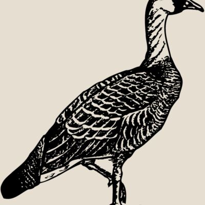 BIRD107 Thumbnail