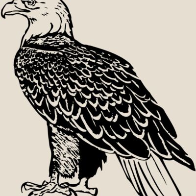 EAGLE017 Thumbnail