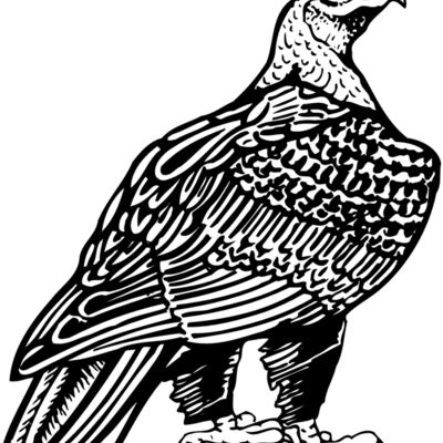 EAGLE018 Thumbnail