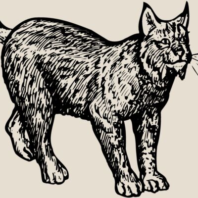 BOBCAT02 Thumbnail