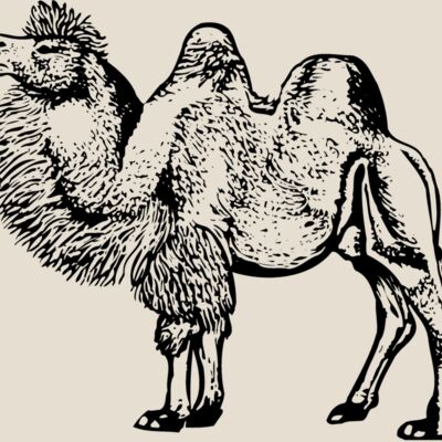 CAMEL003 Thumbnail