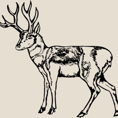 DEER025 Thumbnail