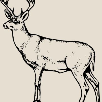DEER026 Thumbnail