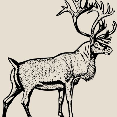 DEER030 Thumbnail