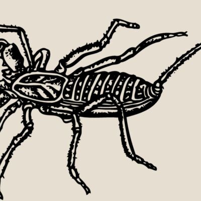 SCORP02 Thumbnail