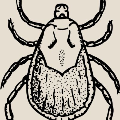 TICK Thumbnail