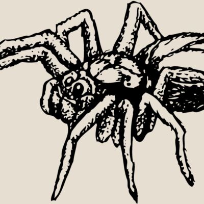 SPIDER04 Thumbnail