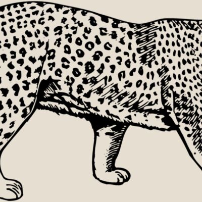 LEOPARD1 Thumbnail