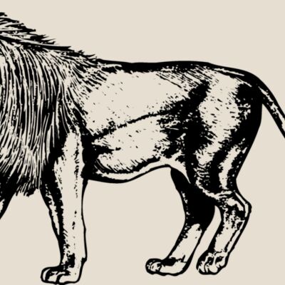 LION003 Thumbnail