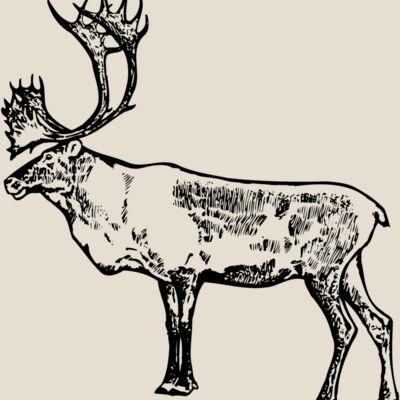 MOOSE003 Thumbnail
