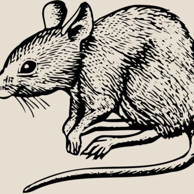 MOUSE001 Thumbnail