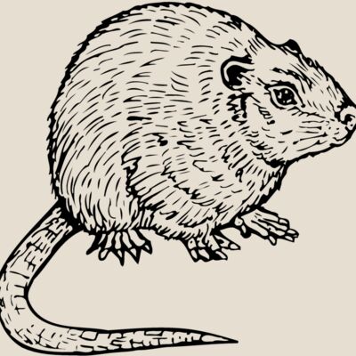 MOUSE002 Thumbnail
