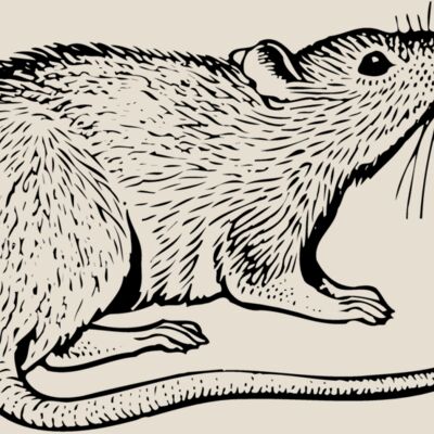 MOUSE003 Thumbnail