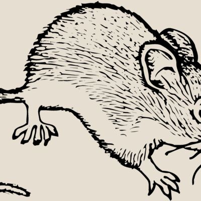 MOUSE005 Thumbnail