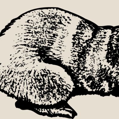 OTTER001 Thumbnail