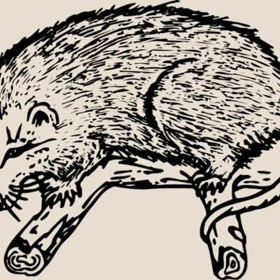 POSSUM01 Thumbnail
