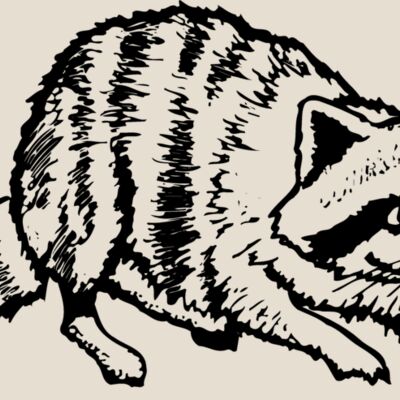 COON001 Thumbnail