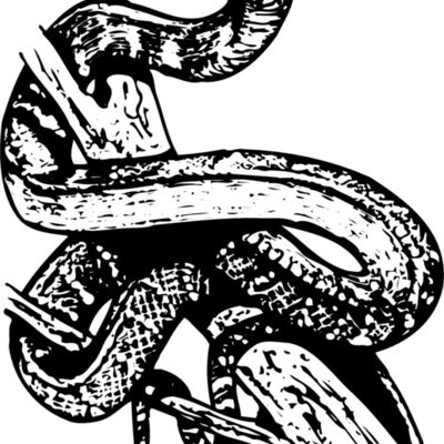 SNAKE008 Thumbnail