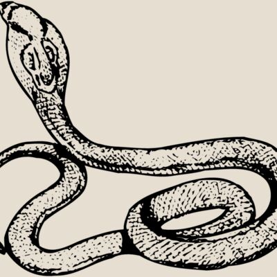SNAKE014 Thumbnail