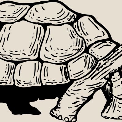 TURTLE01 Thumbnail