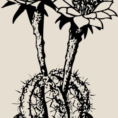 CACTUS03 Thumbnail