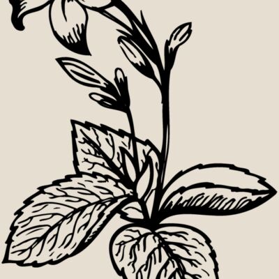 FLOWER06 Thumbnail