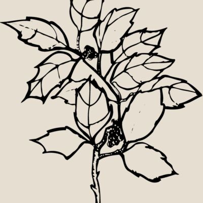 FLOWER08 Thumbnail
