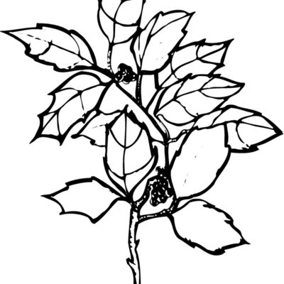 FLOWER08 Thumbnail