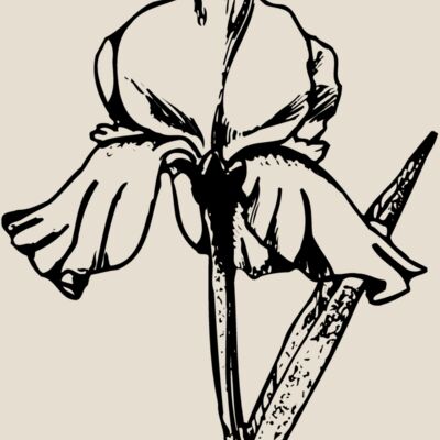 FLOWER11 Thumbnail