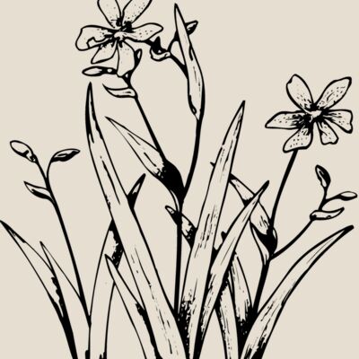 FLOWER19 Thumbnail