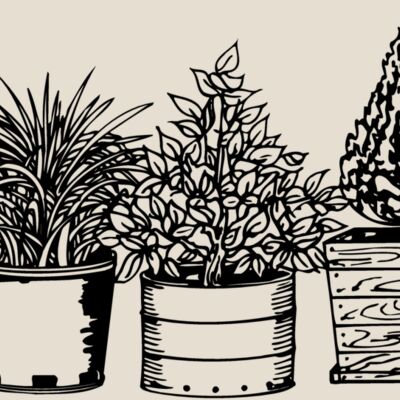 PLANT03 Thumbnail