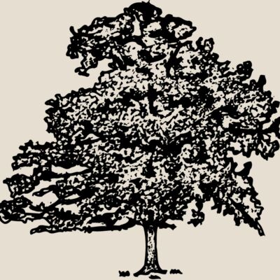 TREE0013 Thumbnail