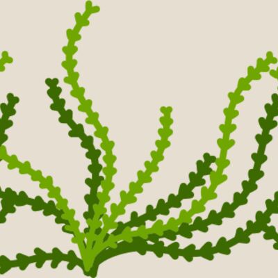Sea Plant Thumbnail