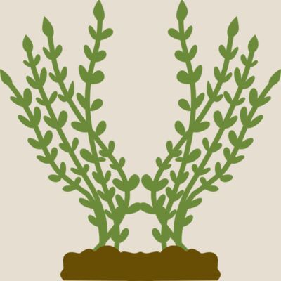 Plants 4 Thumbnail